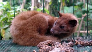 civet_coffee_kopi_luwak_arabika