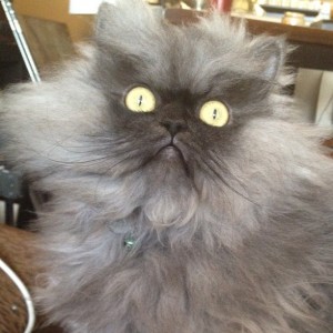 colonel meow1