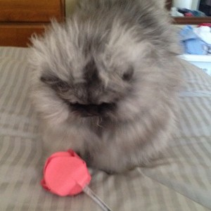 colonel meow2