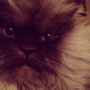 colonel meow3