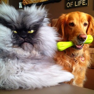 colonel meow6