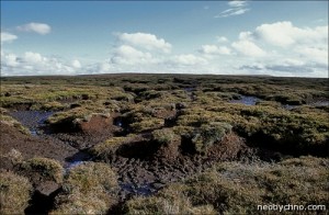 10-peat-bog