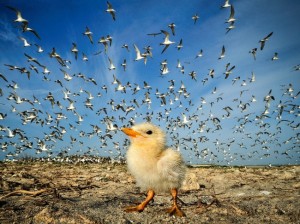 528205-R3L8T8D-650-tern-chick-sri-lanka