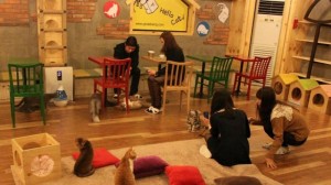 catcafe07