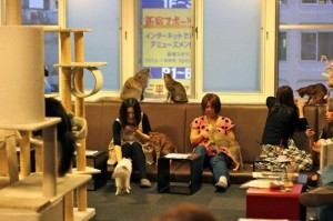 catcafe09