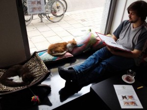 catcafe10