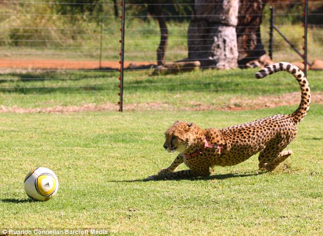 cheetah_football_3