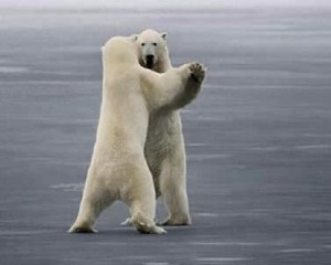 funny_pictures_Polar_Bear_Waltz