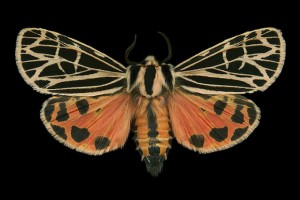 Parthenice Tiger Moth (8196 - Grammia parthenice)