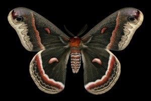 Cecropia Moth (7767 - Hyalophora cecropia)