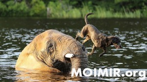 Best Friends Elephant and Dog play fetch in the river.