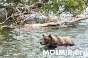 bearsgofishing002-74