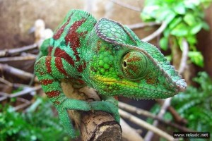 Chameleon_008