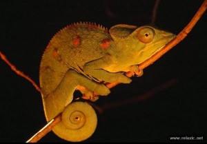 Chameleon_023