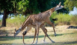 Giraffes04