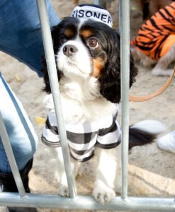 23rd Annual Tompkins Square Park Halloween Dog Parade-NY