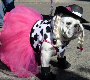 A dog in costume participates in the 23r