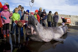 SHARK GREENLAND (Somniosus microcephalus biggest fish in the world ever caught record big huge fishes massive records largest IGFA monster fishing ocean sea giant images lb pound caught pictures island canada