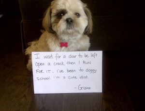 Dog shaming, pet owners put there furry friends on the wall of shame..