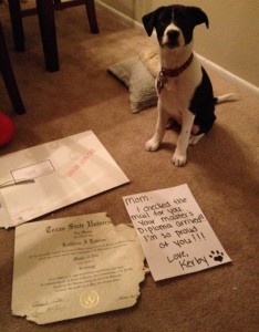 Dog shaming, pet owners put there furry friends on the wall of shame..