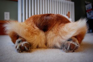 corgi-butt-pics22