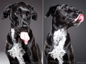 photos-of-dogs-caught-mid-lick-ty-foster10