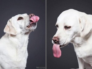 photos-of-dogs-caught-mid-lick-ty-foster2