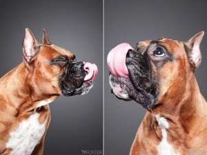 photos-of-dogs-caught-mid-lick-ty-foster3