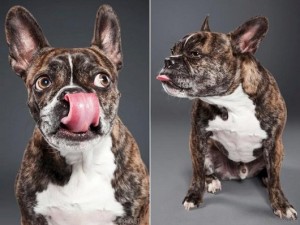 photos-of-dogs-caught-mid-lick-ty-foster4