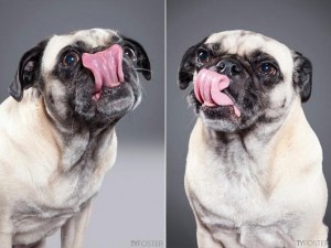 photos-of-dogs-caught-mid-lick-ty-foster5