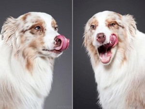 photos-of-dogs-caught-mid-lick-ty-foster6