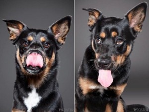 photos-of-dogs-caught-mid-lick-ty-foster7