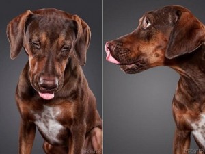 photos-of-dogs-caught-mid-lick-ty-foster8