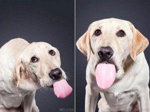 photos-of-dogs-caught-mid-lick-ty-foster9