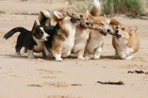 funny-cute-dogs-corgi-stick