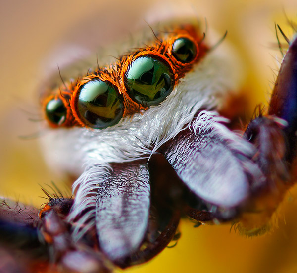 eye-macros-jumping-spider1