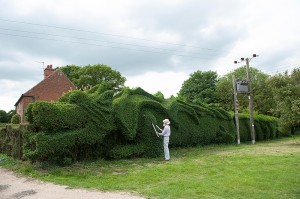 Gardner-shapes-100-feet-long-dragon-hedge-1