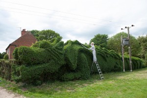 Gardner-shapes-100-feet-long-dragon-hedge-2