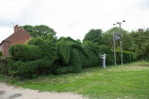 Gardner-shapes-100-feet-long-dragon-hedge-3