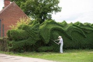 Gardner-shapes-100-feet-long-dragon-hedge-4