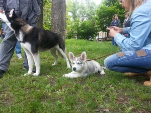 Vistavka sobak v Kishineve Vesennie luci Moldovi-2014-015