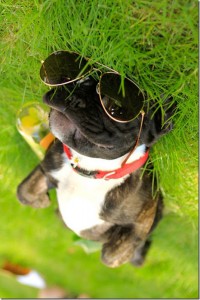 animals-wear-glasses-12_thumb