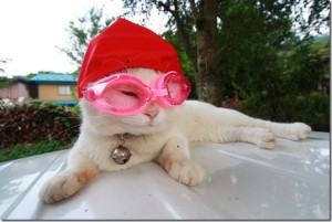 animals-wear-glasses-13_thumb