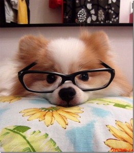 animals-wear-glasses-14_thumb