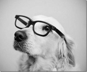 animals-wear-glasses-17_thumb