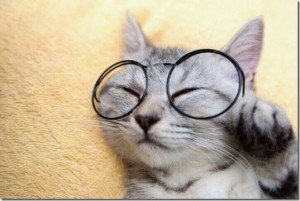 animals-wear-glasses-19_thumb