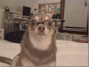 animals-wear-glasses-22_thumb