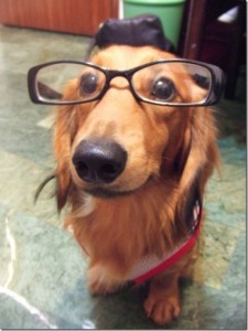 animals-wear-glasses-23_thumb