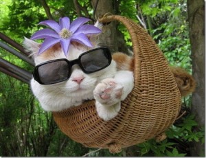 animals-wear-glasses-27_thumb