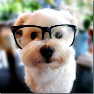 animals-wear-glasses-33_thumb